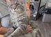 Maine Coon Male For Sale