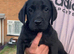 Kc reg Labrador boys