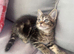 Kittens ready now