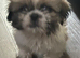 Shih Tzu pups 1 girl 1 boy girl was born with no tail very different