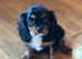 Cavalier, King Charles puppies