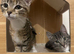 Female tabby