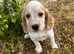 Cocker spaniel puppies