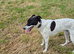 Greyhound whippet male 14 months