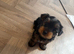 Yorkshire terrier ( BOY )