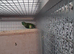 pair of parrotlet