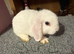 Mini lops.