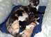 Cute kittens