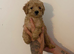 Cockapoo puppies