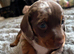 Miniature dachshund