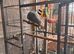 African grey for sale