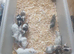 Males mice delivery available