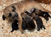 Last two left boy and a girl beautiful border terrier pups