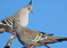 Australian crested doves