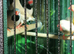 4 Hecks Finches & 1 Star Finch