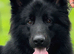 German shepherd puppies