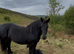 Fell pony broodmare & faol