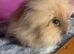 5 month old lion head boy