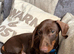 Miniature Dachshund