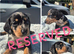 LAST BOY ** PRA CLEAR MINIATURE DACHSHUND