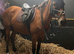 10 year old bay TB mare.