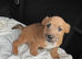 Jack Russell puppies