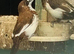 Bengales finches for sale