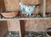 Raceing pigeons