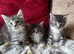 3/4 mainecoon kittens