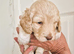 F1 Cockapoo's 2 boys left - Vet checked healthy and ready to leave