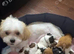 Shih tzu cross
