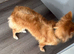 Orange pomeranian