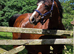 Registered welsh sec c mare in foal