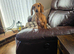 Cream Miniature dachshund bitch kc reg re advertised due to timewaster