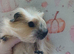 Beautiful girl guinea pigs ready now Derbyshire