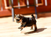 TINY MINI MINIATURE BOY YORKIE RKC REGISTERED
