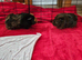 Two Female Guinea Pigs