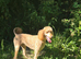 Standard poodle for Stud