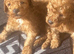 Toy poodle puppy's for sale