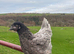 POINT OF LAY PULLETS