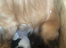 Sprocker pups