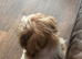 Boy Shih Tzu