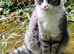 Figaro