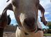 4 BOER GOATS FOR REHOME