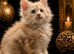 Pure Maine Coon Kittens ready for reservation