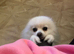 Beautiful 4yo pedigree Pomeranian boy available