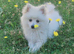 Beautiful White Female Pomeranian Puppy Looking for Her Forever Home