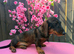 1 male teckel puppy for sale