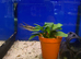 Kribensis Cichlid (Pelviacachromis pulcher)