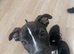 Beautiful staffy pups
